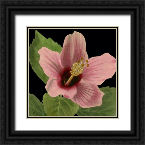 Dramatic Tropical Vision II Black Ornate Wood Framed Art Print with Double Matting by Vision Studio