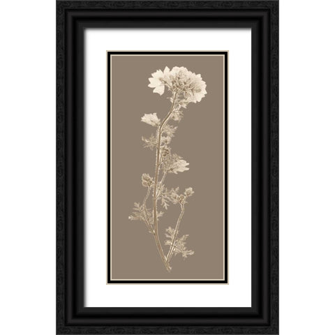 Taupe Nature Study I Black Ornate Wood Framed Art Print with Double Matting by Vision Studio