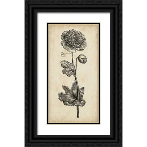 Singular Beauty I Black Ornate Wood Framed Art Print with Double Matting by Vision Studio