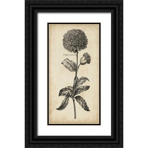 Singular Beauty II Black Ornate Wood Framed Art Print with Double Matting by Vision Studio