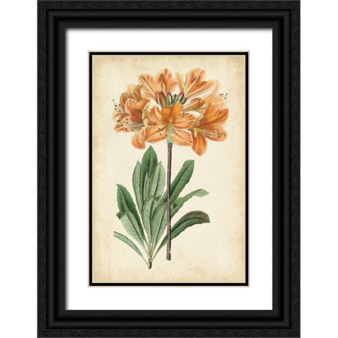Botanical Display V Black Ornate Wood Framed Art Print with Double Matting by Vision Studio