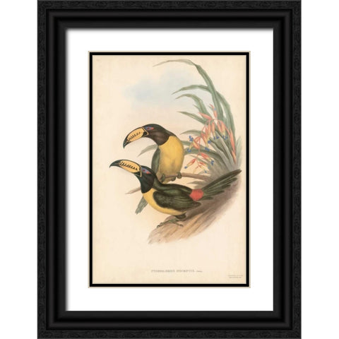 Tropical Toucans IV Black Ornate Wood Framed Art Print with Double Matting by Gould, John