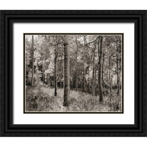 Birch Clearing Black Ornate Wood Framed Art Print with Double Matting by Aniballi, Brett