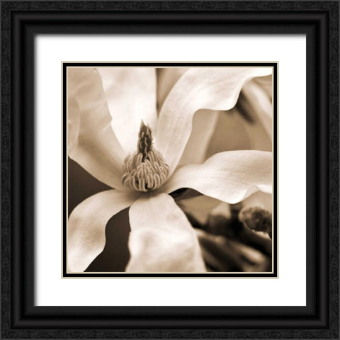 Star Magnolia Black Ornate Wood Framed Art Print with Double Matting by Amber Light Gallery