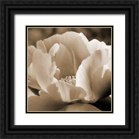 Brilliant Peony Black Ornate Wood Framed Art Print with Double Matting by Amber Light Gallery