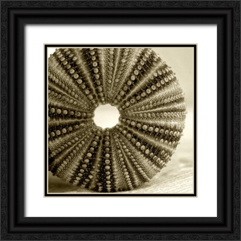 Sepia Shell Life 2 Black Ornate Wood Framed Art Print with Double Matting by Amber Light Gallery