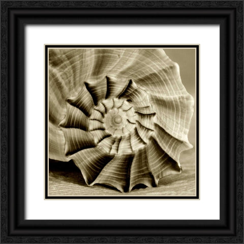 Sepia Shell Life 3 Black Ornate Wood Framed Art Print with Double Matting by Amber Light Gallery