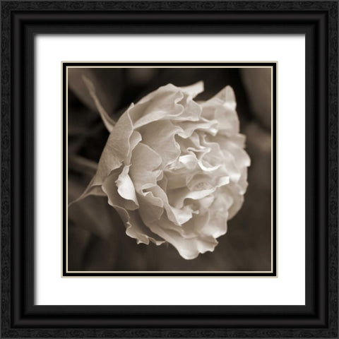 Rose Profile Black Ornate Wood Framed Art Print with Double Matting by Semenza, Marlana