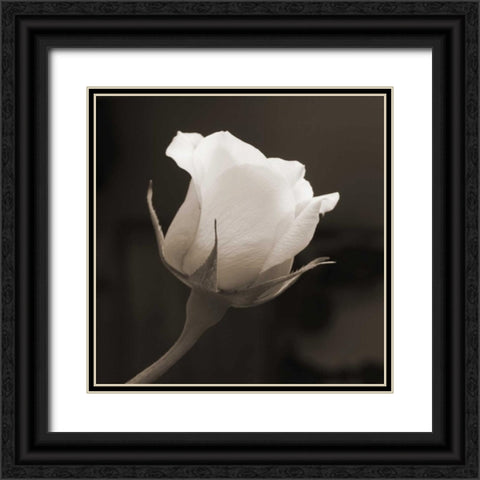 Single Bud Black Ornate Wood Framed Art Print with Double Matting by Semenza, Marlana
