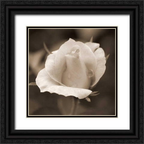 Rose Bud Black Ornate Wood Framed Art Print with Double Matting by Semenza, Marlana