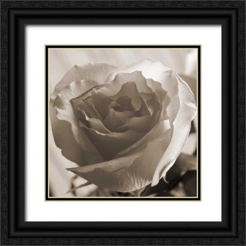 Open Rose Black Ornate Wood Framed Art Print with Double Matting by Semenza, Marlana