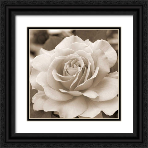 Rose Glory Black Ornate Wood Framed Art Print with Double Matting by Semenza, Marlana
