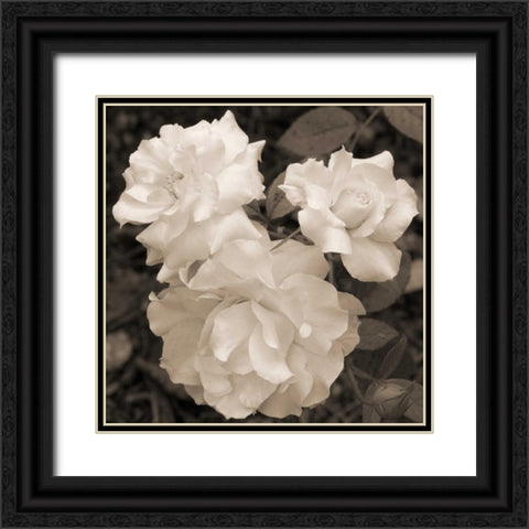 Rose Trio Black Ornate Wood Framed Art Print with Double Matting by Semenza, Marlana