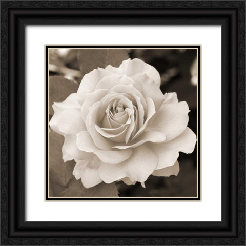 Rose Perfection Black Ornate Wood Framed Art Print with Double Matting by Semenza, Marlana