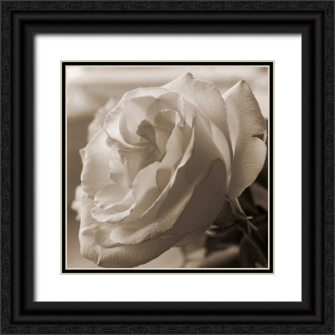 Sepia Rose 1 Black Ornate Wood Framed Art Print with Double Matting by Semenza, Marlana