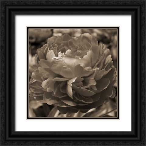 Peony Glory Black Ornate Wood Framed Art Print with Double Matting by Semenza, Marlana
