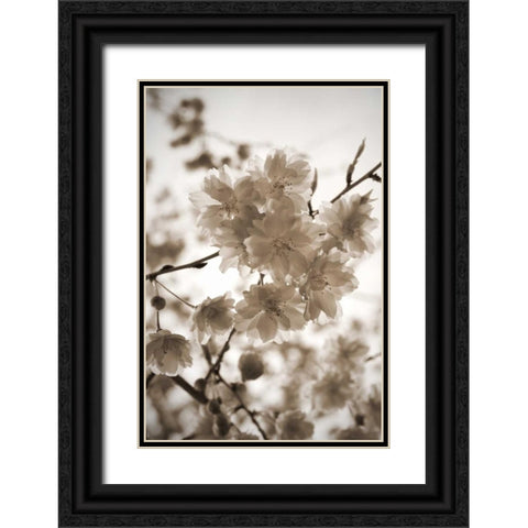 Blossom Twig 1 Black Ornate Wood Framed Art Print with Double Matting by Semenza, Marlana
