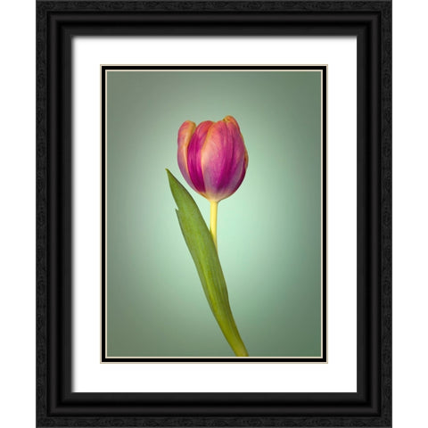 Single Tulip Flower, Side View Black Ornate Wood Framed Art Print with Double Matting by Frank, Assaf