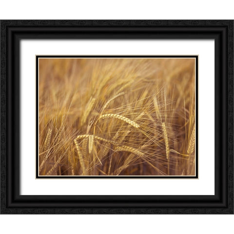 Wheat Field Black Ornate Wood Framed Art Print with Double Matting by Frank, Assaf