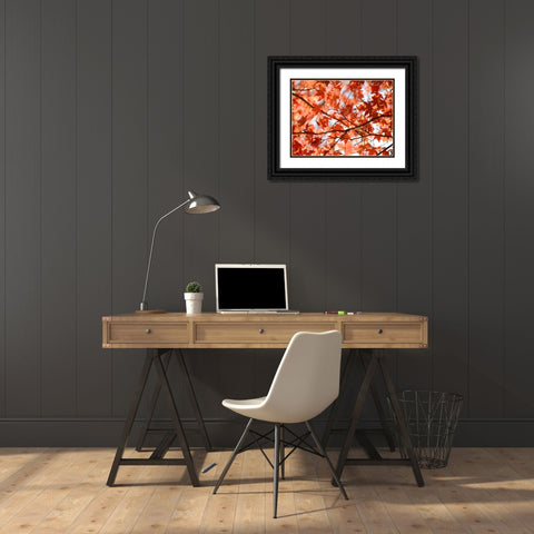 Autumn coloured leaves, backlit Black Ornate Wood Framed Art Print with Double Matting by Frank, Assaf