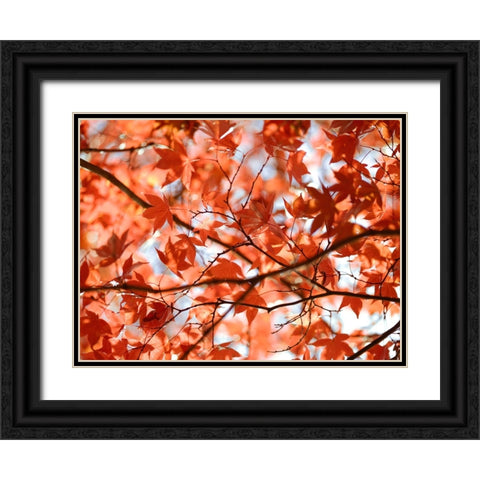 Autumn coloured leaves, backlit Black Ornate Wood Framed Art Print with Double Matting by Frank, Assaf