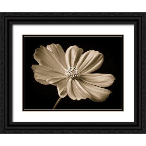Cosmos flower Black Ornate Wood Framed Art Print with Double Matting by Frank, Assaf