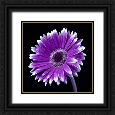 AF20120911 Gerbera 036C21 Black Ornate Wood Framed Art Print with Double Matting by Frank, Assaf