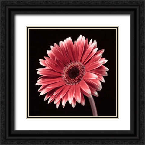 AF20120911 Gerbera 036C23 Black Ornate Wood Framed Art Print with Double Matting by Frank, Assaf