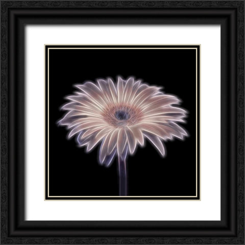 FTBR 1657 Gerbera Black Ornate Wood Framed Art Print with Double Matting by Frank, Assaf