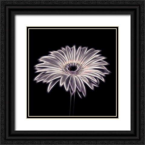 FTBR 1658 Gerbera Black Ornate Wood Framed Art Print with Double Matting by Frank, Assaf