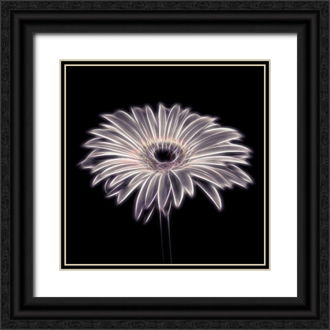 FTBR 1659 Gerbera Black Ornate Wood Framed Art Print with Double Matting by Frank, Assaf