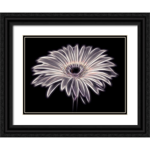 AF20110820 Gerbera 021PTGBF2C01 Black Ornate Wood Framed Art Print with Double Matting by Frank, Assaf
