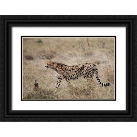 Africa-Kenya-Laikipia Plateau-Ol Pejeta Conservancy-Lone male cheetah-endangered species Black Ornate Wood Framed Art Print with Double Matting by Hopkins, Cindy Miller