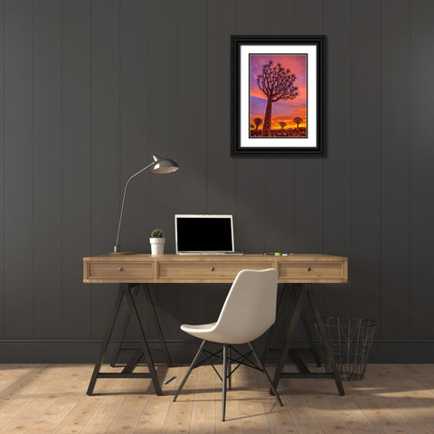 Africa-Namibia-Quiver trees at sunset Black Ornate Wood Framed Art Print with Double Matting by Jaynes Gallery
