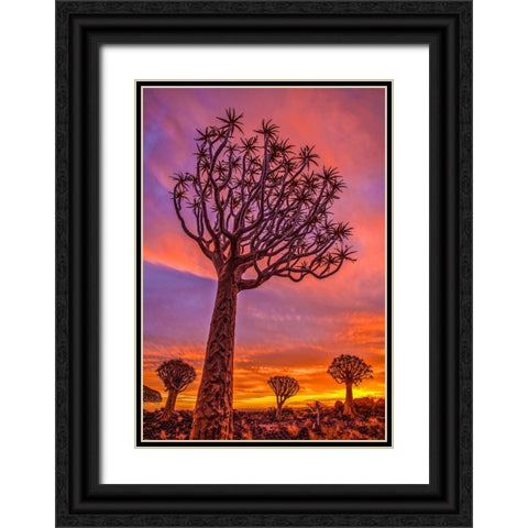 Africa-Namibia-Quiver trees at sunset Black Ornate Wood Framed Art Print with Double Matting by Jaynes Gallery