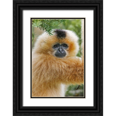 Buff-cheeked Gibbon-native to Laos-Vietnam-Cambodia Black Ornate Wood Framed Art Print with Double Matting by Jones, Adam