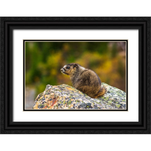 Hoary Marmot-Marmota caligata-Jasper National Park-Alberta-Canada Black Ornate Wood Framed Art Print with Double Matting by Bishop, Russ