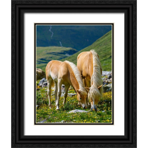 Haflinger Horse on its mountain pasture (Shieling) in the Otztal Alps Black Ornate Wood Framed Art Print with Double Matting by Zwick, Martin