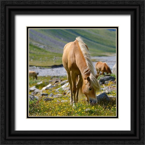 Haflinger Horse on its mountain pasture (Shieling) in the Otztal Alps Black Ornate Wood Framed Art Print with Double Matting by Zwick, Martin