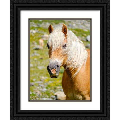 Haflinger Horse on its mountain pasture (Shieling) in the Otztal Alps Black Ornate Wood Framed Art Print with Double Matting by Zwick, Martin