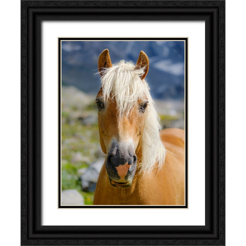 Haflinger Horse on its mountain pasture (Shieling) in the Otztal Alps Black Ornate Wood Framed Art Print with Double Matting by Zwick, Martin