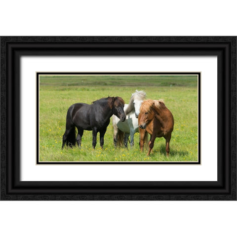 Horses on the ranch-south Iceland Black Ornate Wood Framed Art Print with Double Matting by Su, Keren