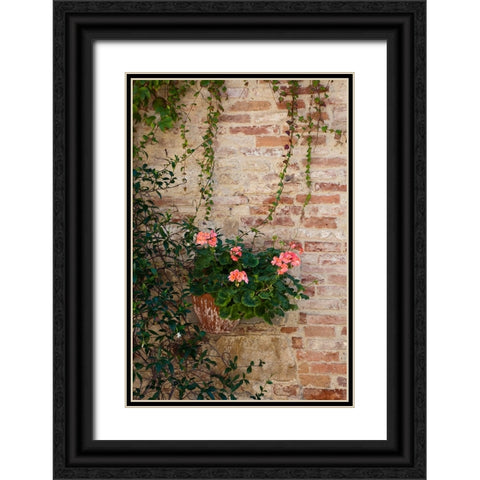 Italy-Tuscany-Montepulciano Geranium growing in a pot against an old brick building Black Ornate Wood Framed Art Print with Double Matting by Eggers, Julie
