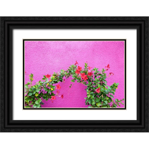 Italy-Venice-Burano Island Vining flowers against a bright pink wall on Burano Island Black Ornate Wood Framed Art Print with Double Matting by Eggers, Julie