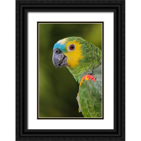 Blue fronted Amazon parrot-native to South America Black Ornate Wood Framed Art Print with Double Matting by Jones, Adam