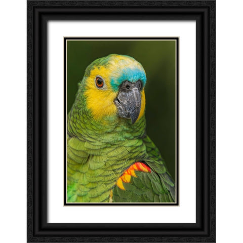 Blue fronted Amazon parrot-native to South America Black Ornate Wood Framed Art Print with Double Matting by Jones, Adam