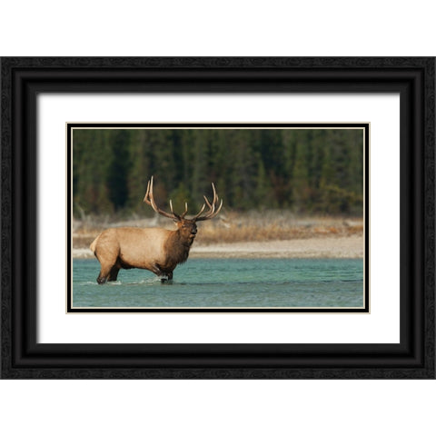 Bull elk bugling Black Ornate Wood Framed Art Print with Double Matting by Archer, Ken
