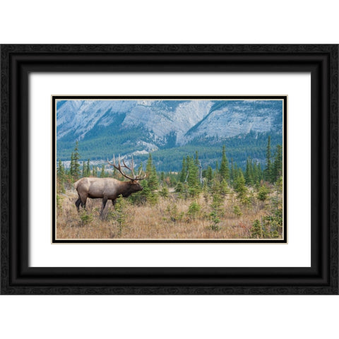 Bull elk in the Rockies Black Ornate Wood Framed Art Print with Double Matting by Archer, Ken