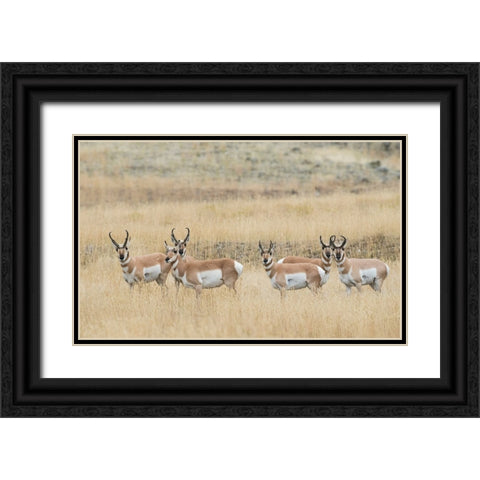 Pronghorns Black Ornate Wood Framed Art Print with Double Matting by Archer, Ken