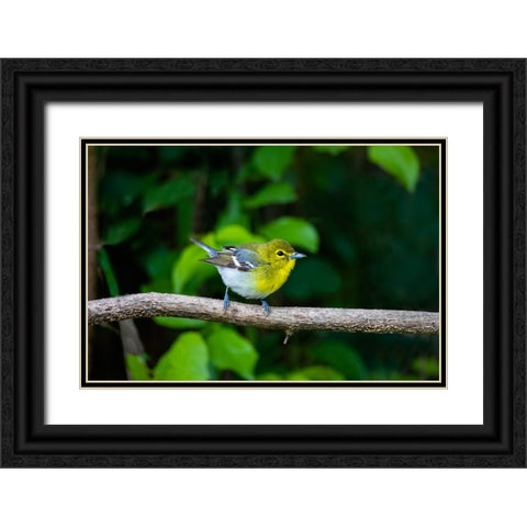 Yellow-throated Vireo-Vireo flavifrons-perched Black Ornate Wood Framed Art Print with Double Matting by Ditto, Larry